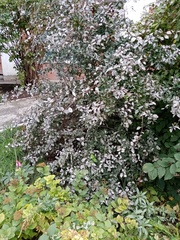 Berberis vulgaris