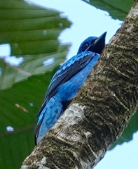 Cotinga nattererii