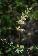 Lonicera subspicata denudata