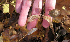 Uvularia sessilifolia