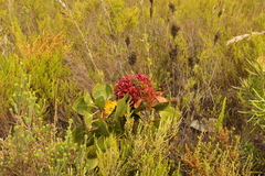 Protea witches broom phytoplasma