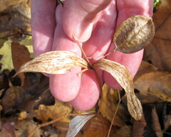 Uvularia sessilifolia