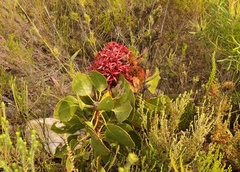 Protea witches broom phytoplasma