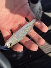 Cynoscion nebulosus