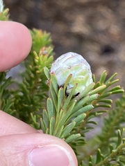 Leucadendron linifolium