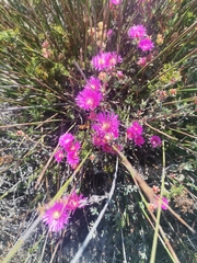 Lampranthus stenopetalus