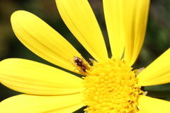 Arachnida