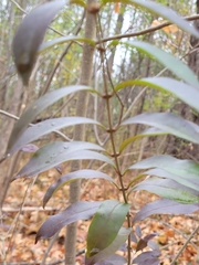 Ligustrum obtusifolium