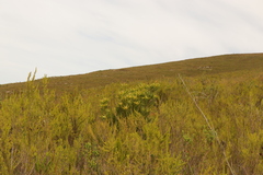 Leucadendron eucalyptifolium