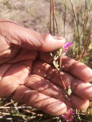 Lampranthus stenopetalus