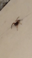 Trachelidae