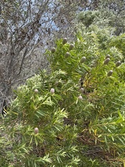 Leucadendron coniferum