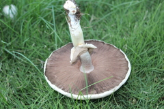 Agaricus