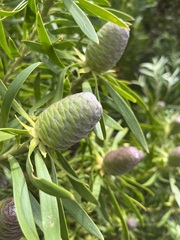 Leucadendron coniferum