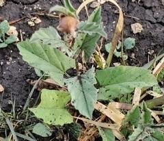 Malvastrum aurantiacum