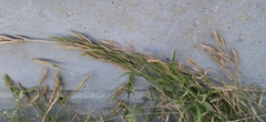 Bromus catharticus