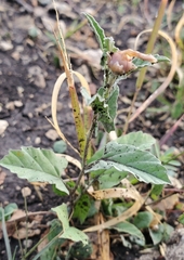 Malvastrum aurantiacum