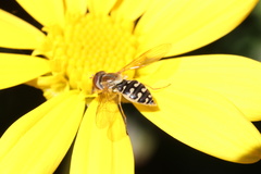 Toxomerus vertebratus