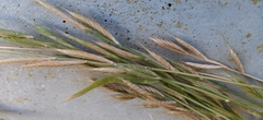 Bromus catharticus