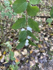 Symphoricarpos