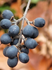 Ligustrum obtusifolium