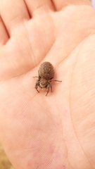 Phidippus octopunctatus