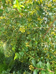 Rhamnus prinoides