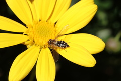 Toxomerus vertebratus