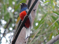 Trogon surrucura