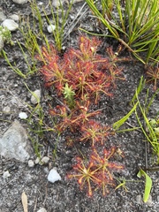 Drosera glabripes