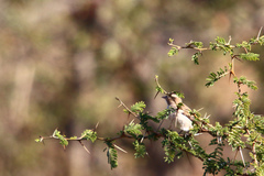 Gymnoris superciliaris