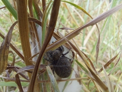 Phidippus octopunctatus