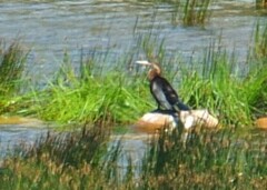 Anhinga rufa rufa