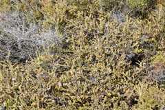 Diastella divaricata divaricata