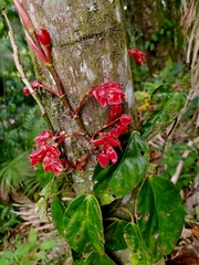 Begonia radicans