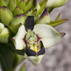 Disa bivalvata