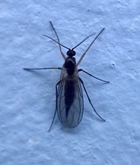 Sciaroidea
