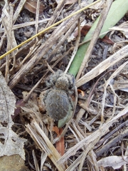 Phidippus octopunctatus