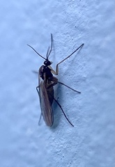 Sciaroidea