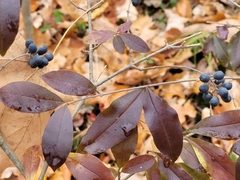 Ligustrum obtusifolium