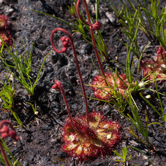 Drosera admirabilis