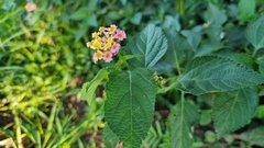 Lantana camara