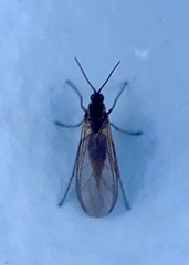 Sciaroidea