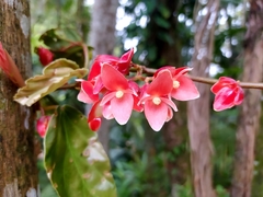 Begonia radicans