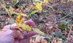Rhododendron periclymenoides