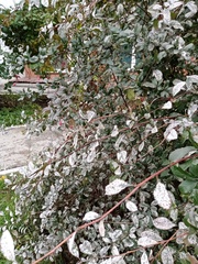 Berberis vulgaris