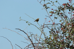 Phylloscopus collybita