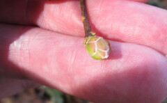 Rhododendron periclymenoides