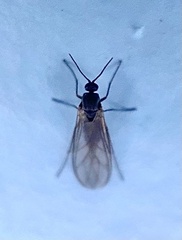 Sciaroidea