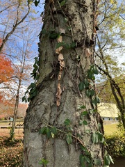 Celtis occidentalis